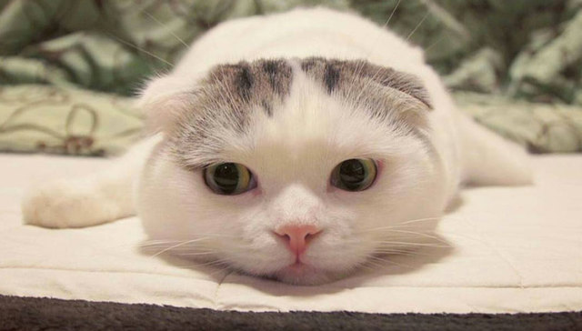 这里有块猫饼，来吸呀