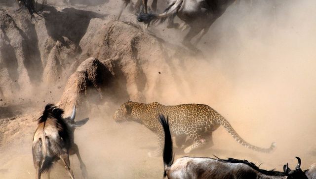 【图赏】东非迁徙 生命之旅