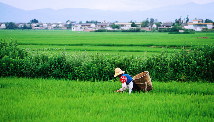 习近平,甘肃祁连山国家级自然保护区,总书记,生态环境损害,洱海,生态文明,两高,环境保护法,美景,古