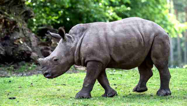 巴曙松：化解“灰犀牛”之地方债的重要手段是建立财政偿债基金