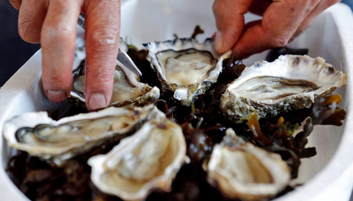 生蚝,自动贩卖机,法国,雷岛