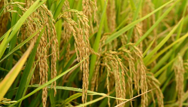 中国科学家发现水稻高产关键基因 两到三年后或能培育出新品