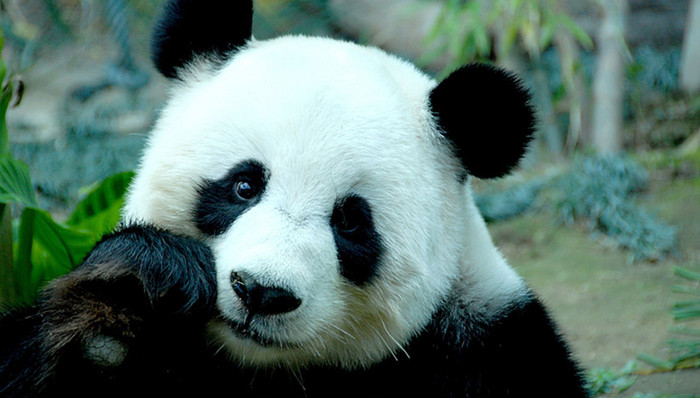 中马关系,熊猫宝宝,BBC,租借,垄断,推迟,资料画面,水门,和平大使,兰兰