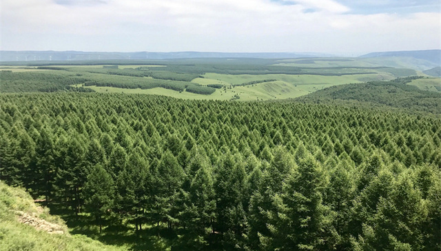 绿色塞罕坝“成长记”：从一棵树到一片“海”