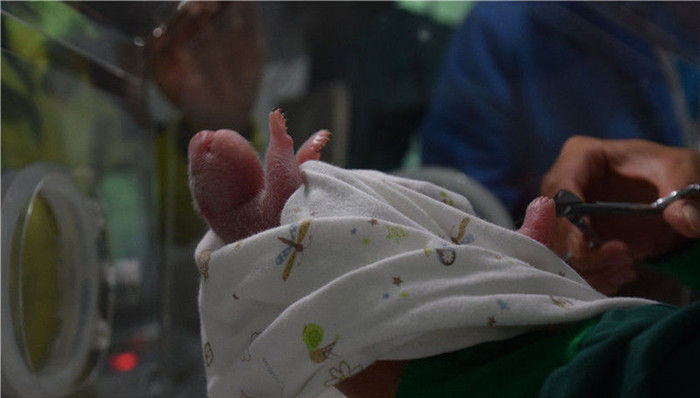 全球首例,混血熊猫,遗传多样性