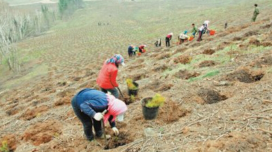塞罕坝,容器苗造林,抗旱造林技术,1980年,石质山地,绿色生活,围场县城,林场,育苗圃,80后