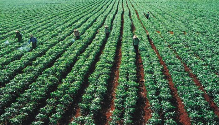 农业部,土地确权登记,承包地