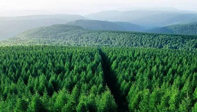 塞罕坝,河北日报,1980年,避暑,河北农业大学,美丽的故事,幼林地,燕赵都市报,天然氧吧,雨凇