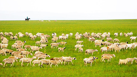 【守望相助70载】“牧羊女”乌云苏依拉：带领牧民们走出草原