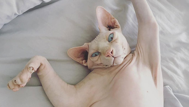 猫，我只吸无毛的