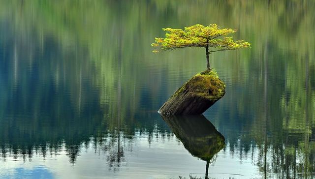 自然,树,顽强,生长,坚韧