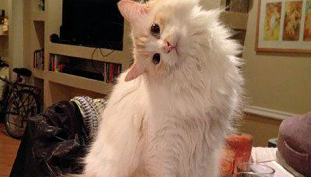 今天，我的猫终于崩溃了