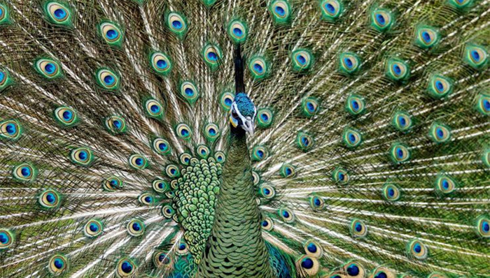 环保组织,绿孔雀,水电站