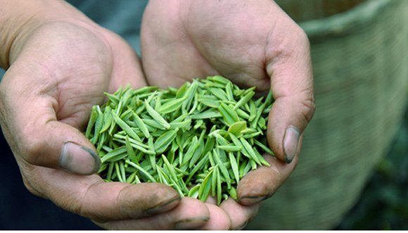杀青用刀、炒青放油？你对茶叶的“青”误解太深