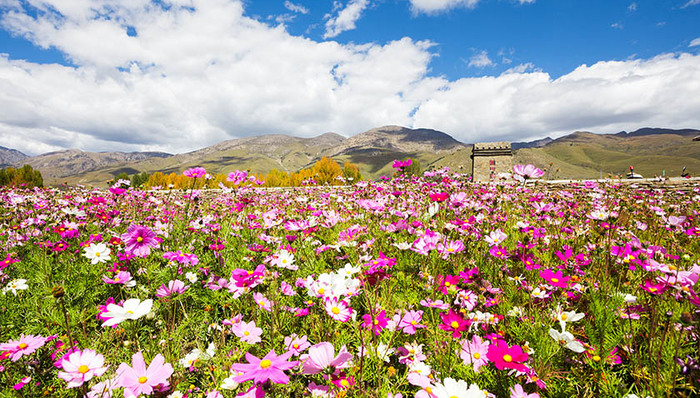 绿通,谢通门县,日喀则市,县城,市政道路,波斯菊,垂柳,错落,孔雀草,侧柏
