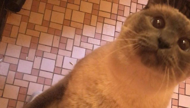 越来越多的猫准备成精。。。