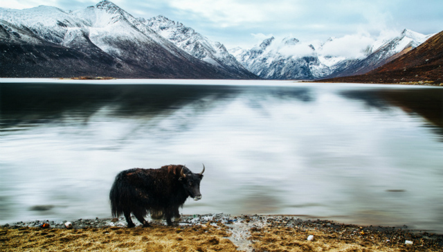 与“高原精灵”的亲密邂逅：三位野生动物保护人员的故事