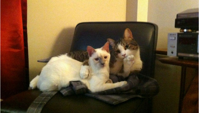 你们又想骗我养猫！