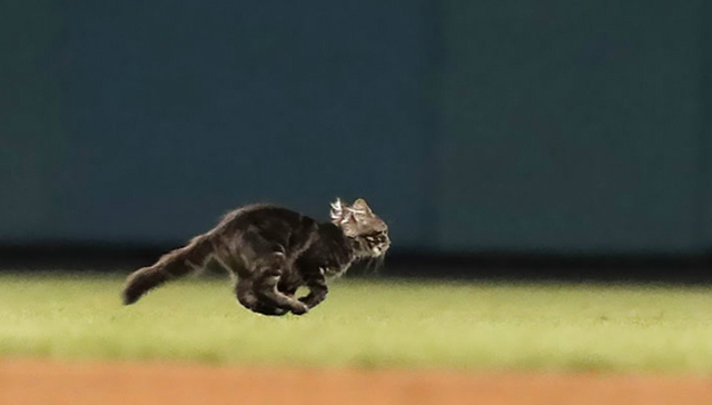 比赛比到一半，猫上场了。。。