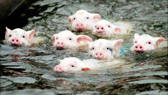 水逆期间，猪也得学会游泳