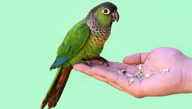 “深圳鹦鹉案”召开二审庭前会议 开庭时间仍未确定