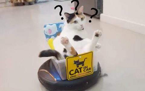 我想要个人工智能，而你却偏偏是个智障