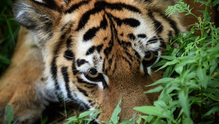 东北虎豹,国家公园管理局,吉林长春,成立