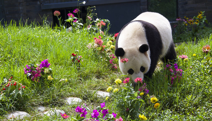 九寨沟地震,未发现,熊猫伤亡