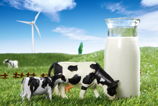 中国圣牧,盈利预警,伊利,蒙牛