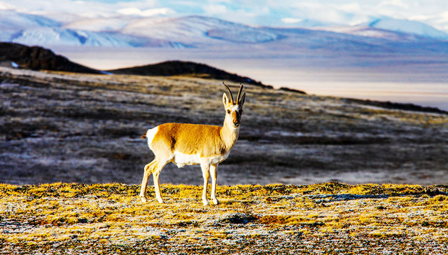 《国家相册》第五十三集：啊，可可西里！