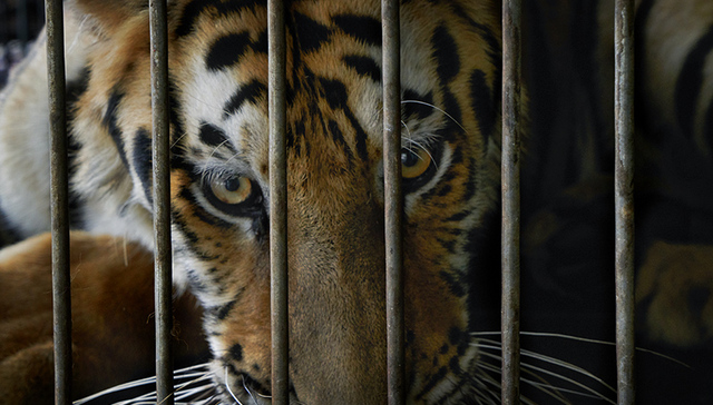 【特写】虎口艺人