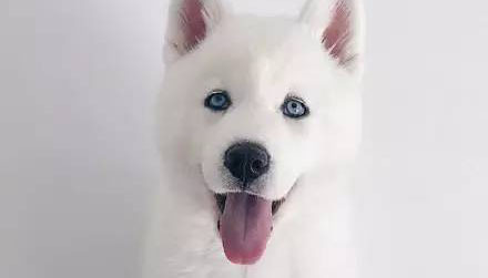 如何得到一只纯白的二哈