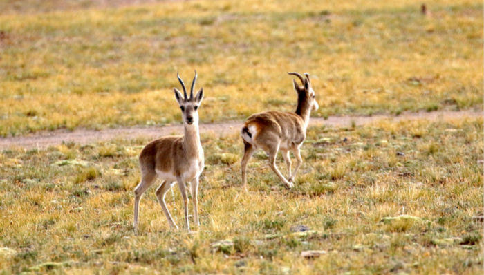 可可西里成为中国四大无人区首个接入互联网地区
