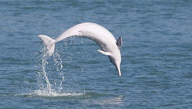 民间海洋环保组织5年间呈爆发性增长 过半关注海洋垃圾与生物多样性保护