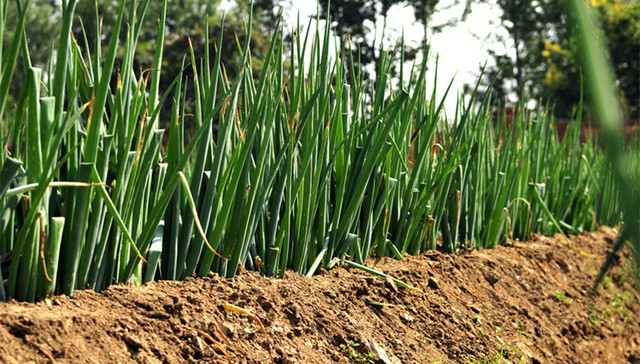 山东寿光,有毒大葱,甲拌磷农药