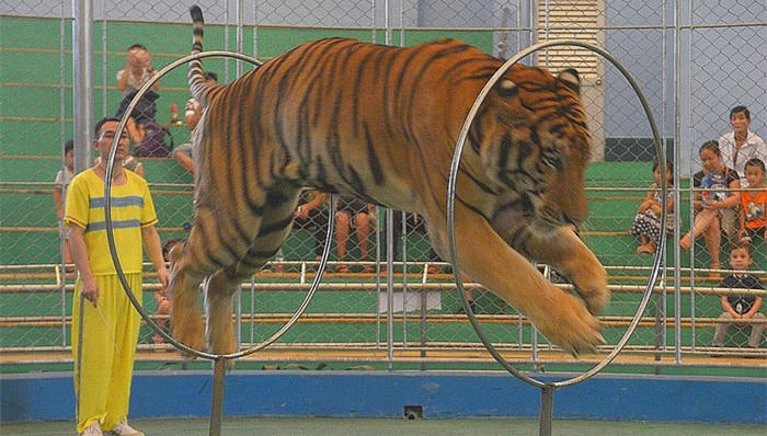 广州动物园,动物表演,毒大葱,云南财经大学,玉佛寺,大雄宝殿,华中师大,河北省绿化条例