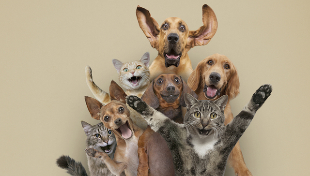 铲屎官们越来越舍得为宠物花钱  中国宠物市场正迎来大升级