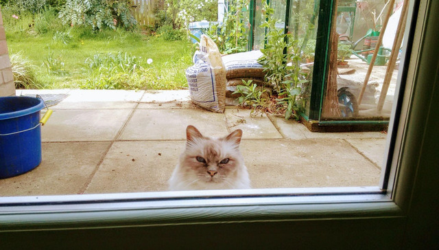 邻居家的猫在窗外监视我，怎么办急在线等！