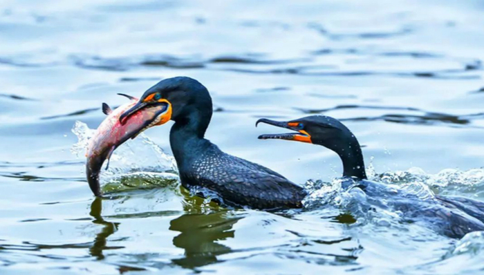 造船业,韩国,中国