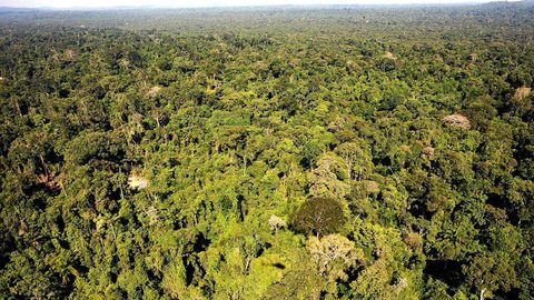 巴西林纸协会主席：技术开发实现以木材替代矿石和石油指日可待