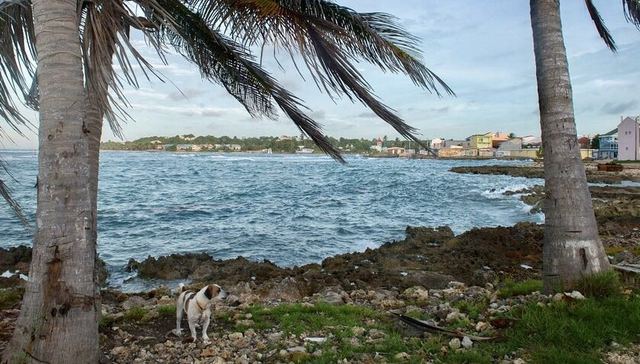 英法海外领地埋怨飓风赈灾慢：感觉自己不像亲生的