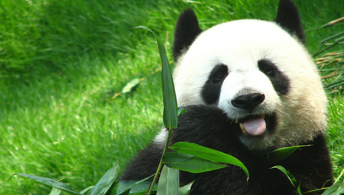 盼盼,大熊猫,享年,原型,传奇,巴斯,春晚,出访,央视,当地人