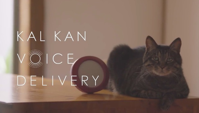 宠物食品品牌KalKan做了个实验 分开两年后猫猫还会记得主人吗？