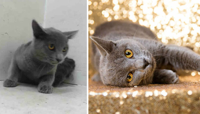 照片拍得好，主人不愁找