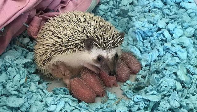 没啥好看的，就是刚生下来的小刺猬而已...