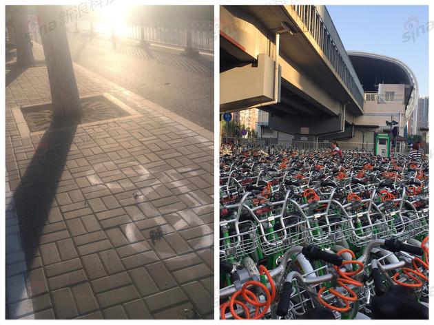 通州公共试点区域：不见企业单车身影