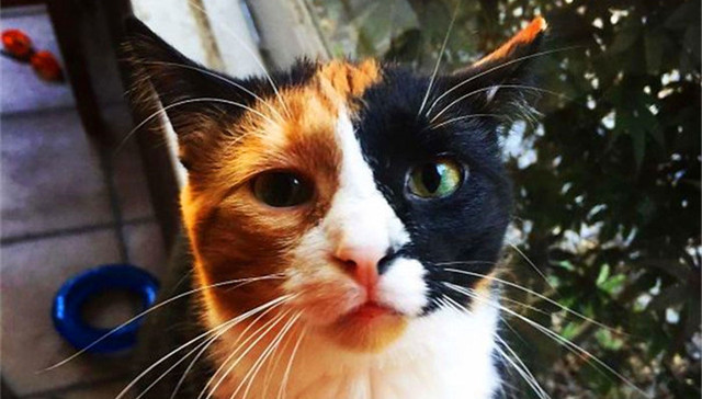 我是一只怪喵，你不要惹我哟