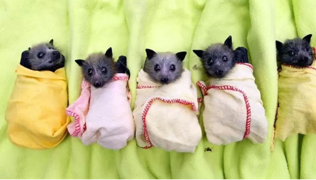 蝙蝠明明超可爱的