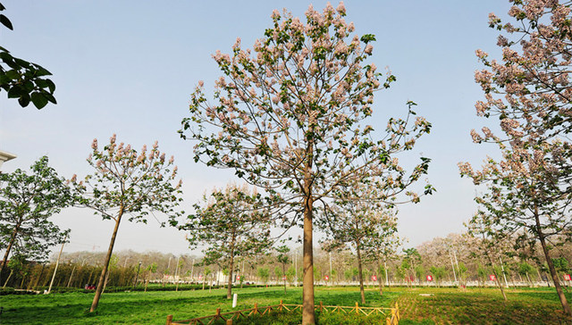 一棵泡桐树改变了兰考