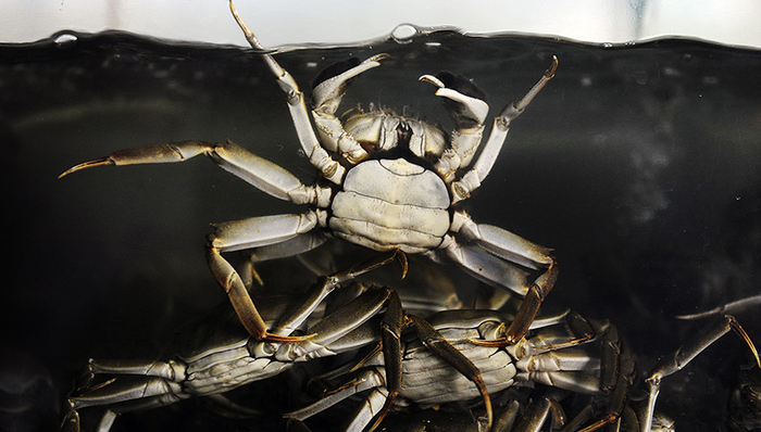 阳澄湖大闸蟹,电商,大纵湖,河蟹,洪泽湖,老大哥,农委,京东,水价,固城湖